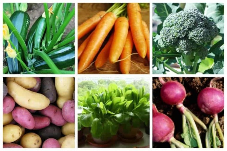 What are the easiest vegetables to grow UK?