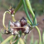 What are the flowers on top of onions?