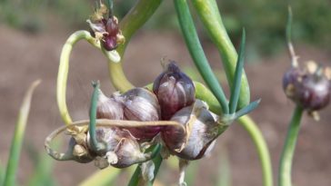 What are the flowers on top of onions?