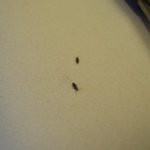 What are the little tiny bugs in my kitchen?