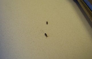 What are the little tiny bugs in my kitchen?