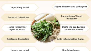 What are the side effects of rosemary?