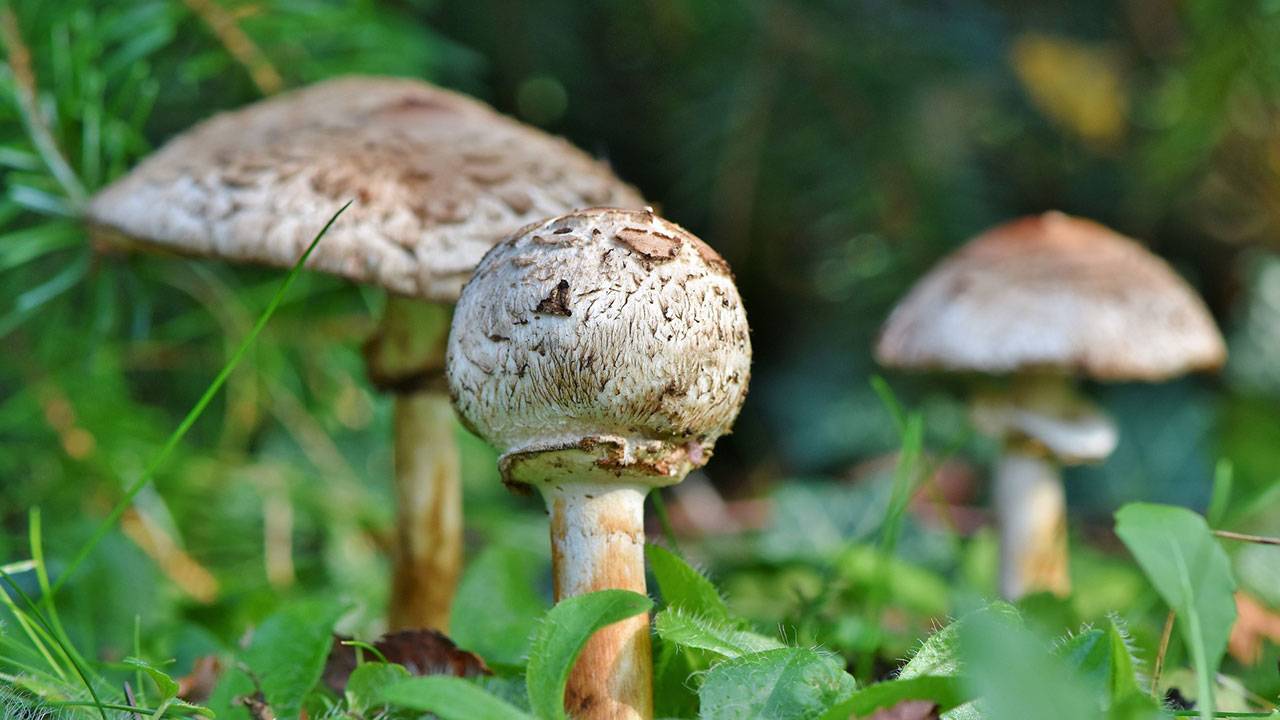 What are the symptoms of mushroom poisoning in dogs?