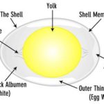 What are the three parts of an egg?