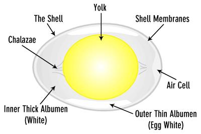 What are the three parts of an egg?