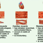What are the three types of dinner?