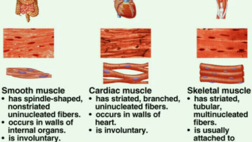 What are the three types of dinner?