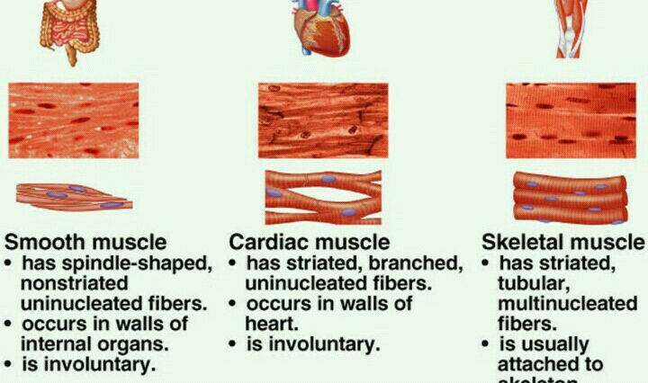 What are the three types of dinner?