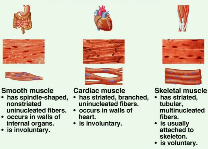What are the three types of dinner?