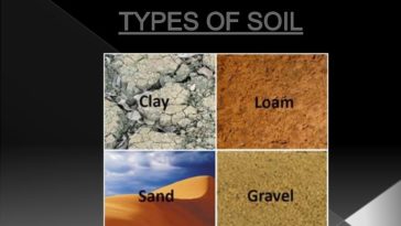 What are the types of Tong?