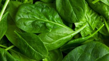 What are the types of spinach?