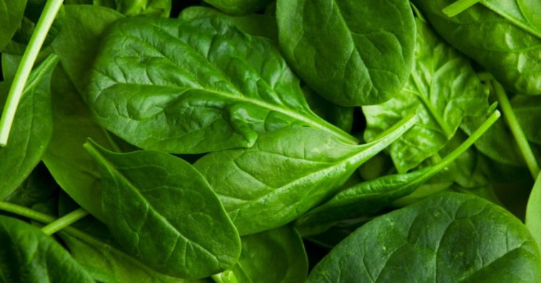 What are the types of spinach?