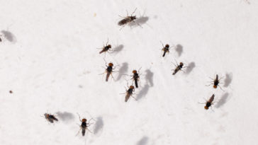 What are tiny black flies called?