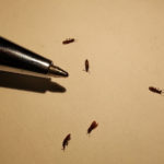 What are tiny bugs in kitchen?