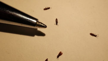 What are tiny bugs in kitchen?