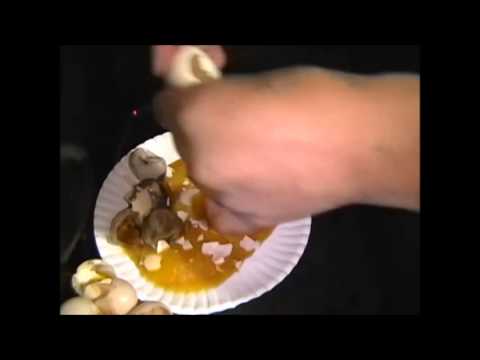 What are undeveloped eggs called?