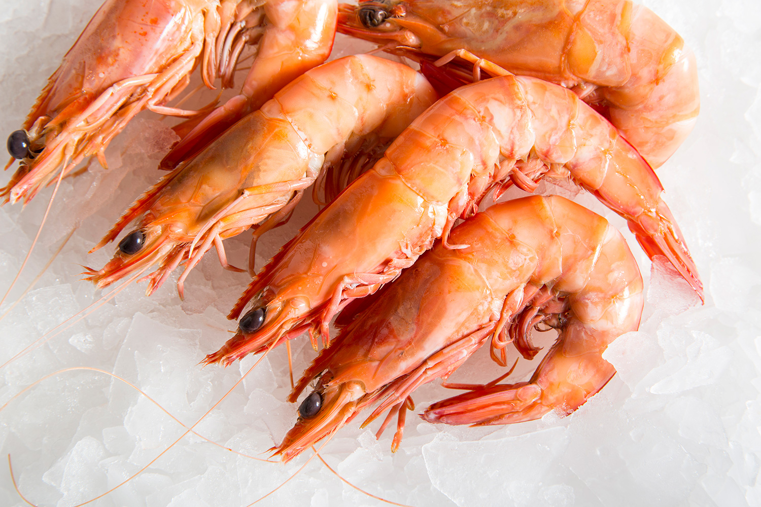 What are very large prawns called?