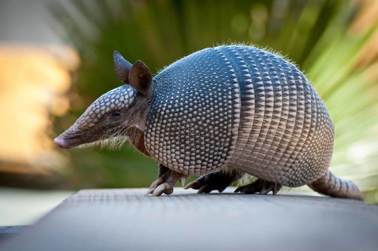 What attracts armadillos to your yard?