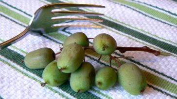 What can I do with mini kiwis?