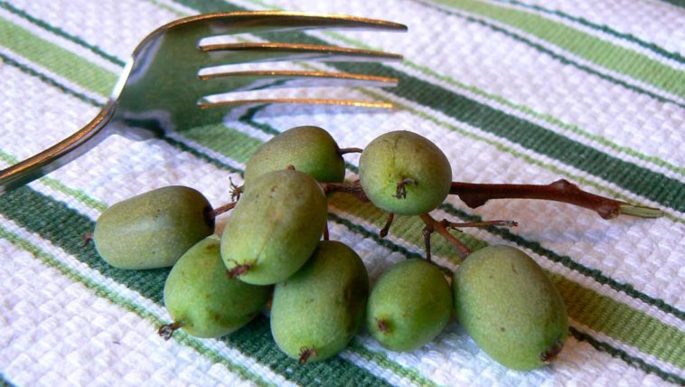 What can I do with mini kiwis?