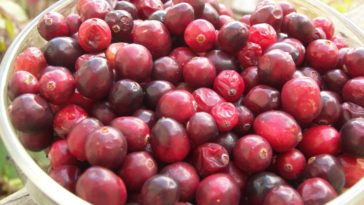 What can I do with raw cranberries?