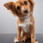 What can I feed my dog instead of dog food?