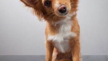 What can I feed my dog instead of dog food?