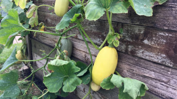 What can I plant next to spaghetti squash?