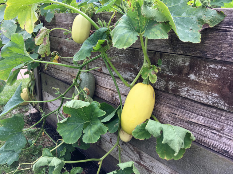 What can I plant next to spaghetti squash?