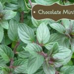 What can I use chocolate mint plant for?