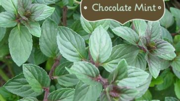 What can I use chocolate mint plant for?