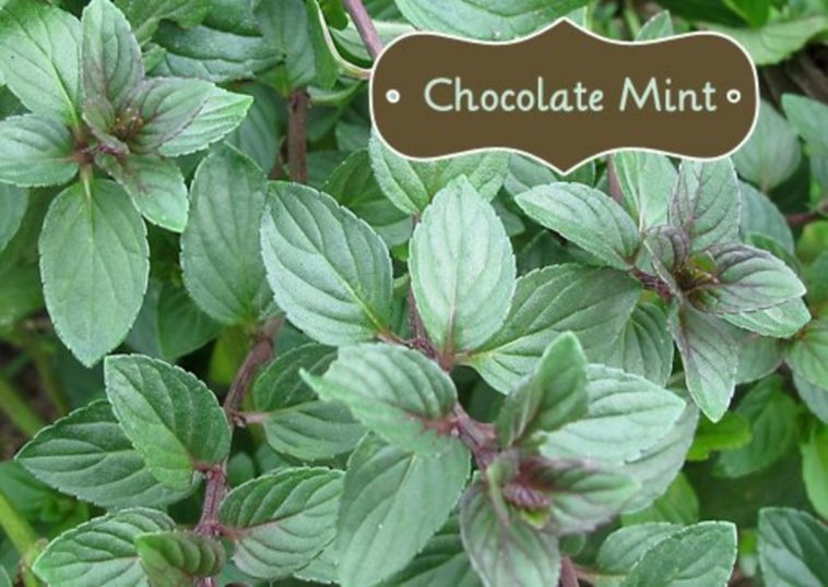 What can I use chocolate mint plant for?