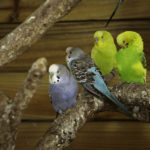 What can budgies not eat?