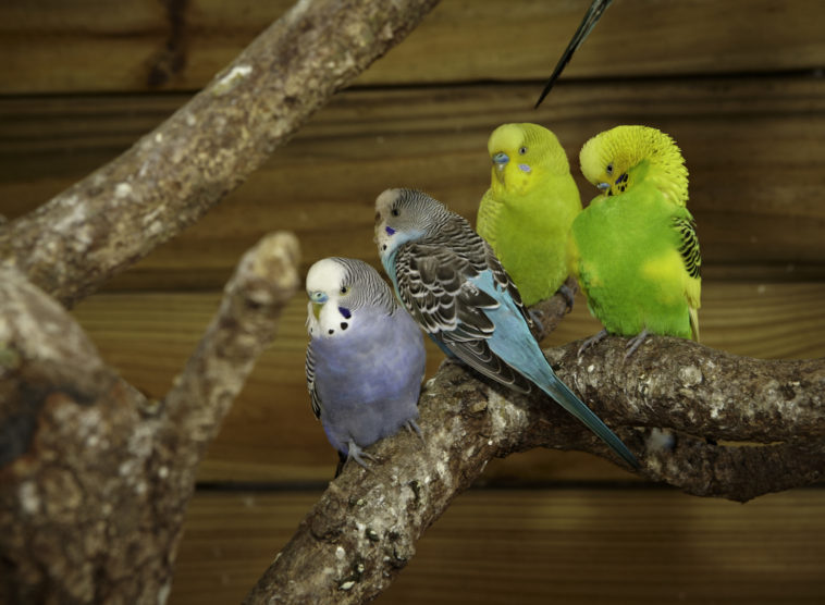 What can budgies not eat?