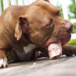 What can pitbulls not eat?