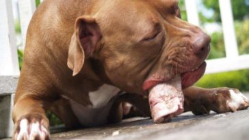 What can pitbulls not eat?
