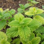 What can you eat to repel fleas?