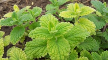 What can you eat to repel fleas?