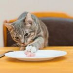 What can you give your cat if you don't have cat food?