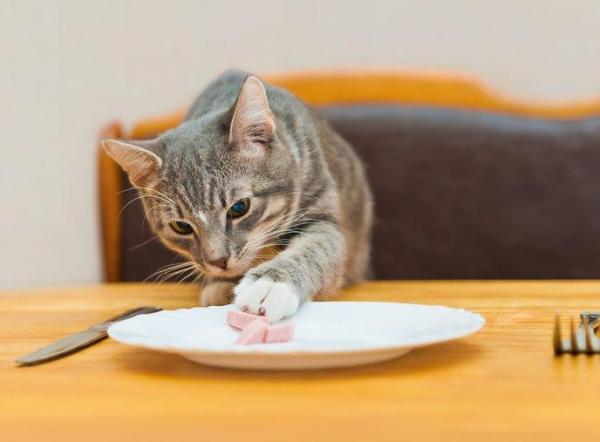 What can you give your cat if you don't have cat food?