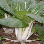 What can you not plant next to bok choy?
