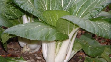 What can you not plant next to bok choy?