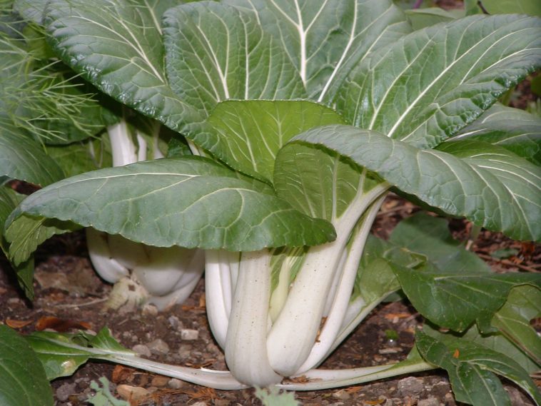 What can you not plant next to bok choy?