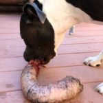 What can't pitbulls eat?