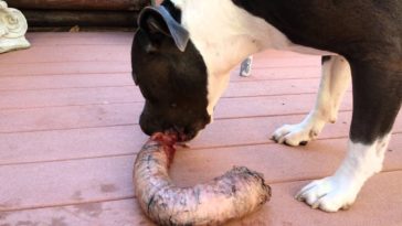 What can't pitbulls eat?