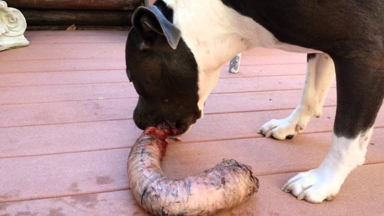 What can't pitbulls eat?