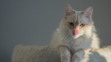 What cat breeds sleep the most?