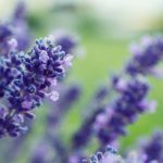 What color is close to lavender?