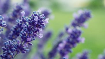What color is close to lavender?