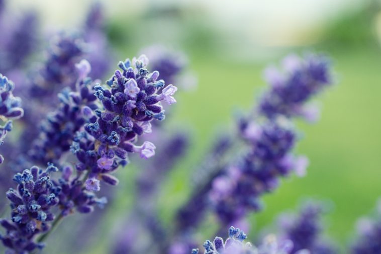 What color is close to lavender?